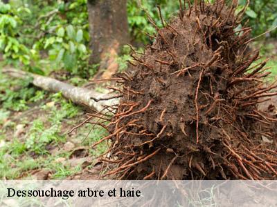 Dessouchage arbre et haie  comus-11340 JF Elagage