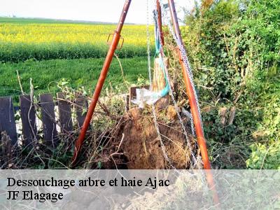 Dessouchage arbre et haie  ajac-11300 JF Elagage