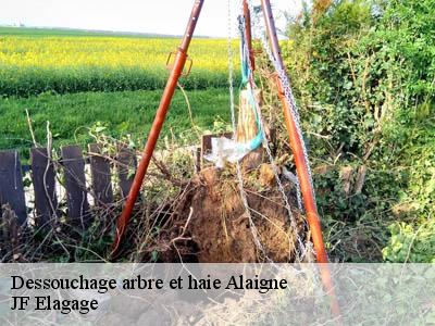 Dessouchage arbre et haie  alaigne-11240 JF Elagage