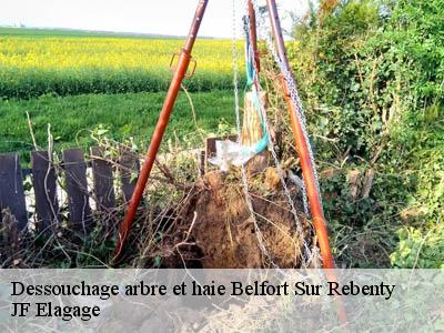 Dessouchage arbre et haie  belfort-sur-rebenty-11140 JF Elagage