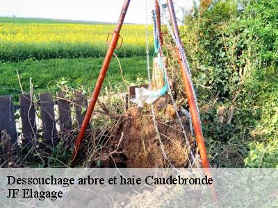 Dessouchage arbre et haie  caudebronde-11390 JF Elagage