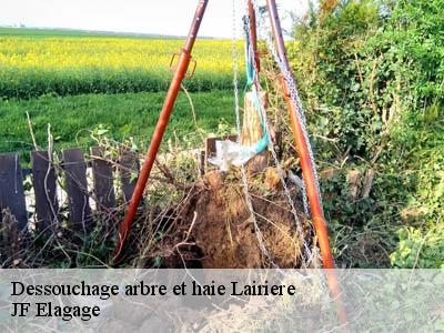 Dessouchage arbre et haie  lairiere-11330 JF Elagage