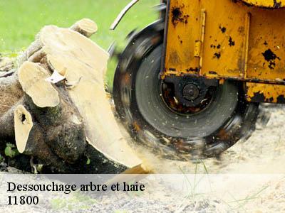 Dessouchage arbre et haie  laure-minervois-11800 JF Elagage