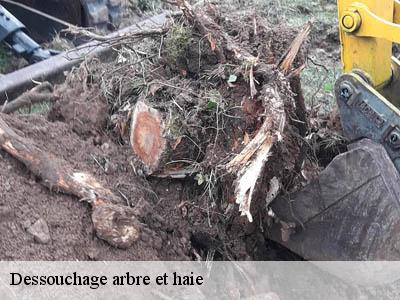 Dessouchage arbre et haie  lespinassiere-11160 JF Elagage