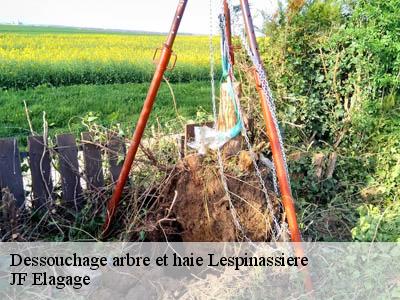 Dessouchage arbre et haie  lespinassiere-11160 JF Elagage