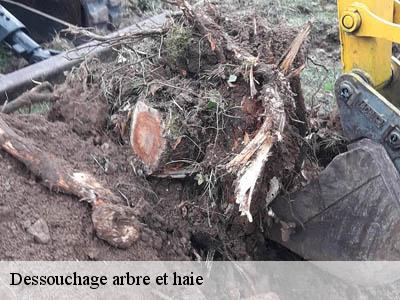Dessouchage arbre et haie  peyriac-de-mer-11440 Jardin Paysage