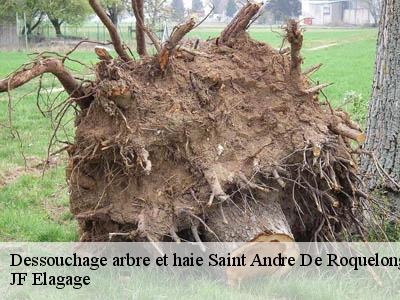 Dessouchage arbre et haie  saint-andre-de-roquelongue-11200 JF Elagage