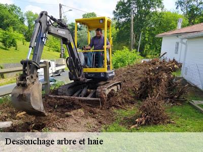 Dessouchage arbre et haie  saint-louis-et-parahou-11500 DEBORD Elagage 11