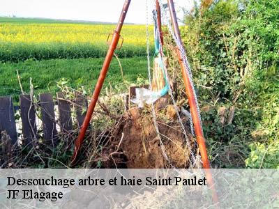 Dessouchage arbre et haie  saint-paulet-11320 JF Elagage
