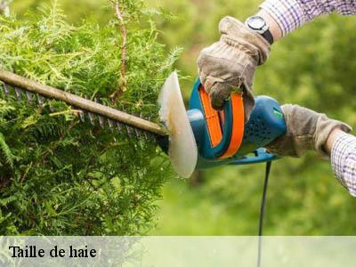 Taille de haie  belveze-du-razes-11240 JF Elagage