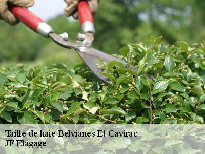 Taille de haie  belvianes-et-cavirac-11500 JF Elagage