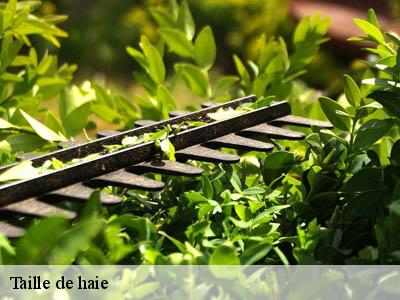 Taille de haie  lauraguel-11300 Jardin Paysage