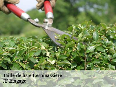 Taille de haie  lespinassiere-11160 JF Elagage