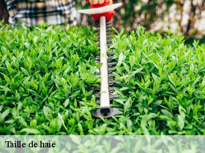 Taille de haie  lespinassiere-11160 JF Elagage