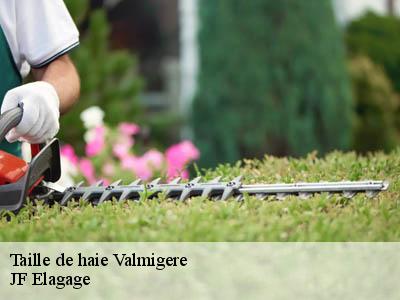 Taille de haie  valmigere-11580 JF Elagage