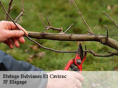 Etetage  belvianes-et-cavirac-11500 DEBORD Elagage 11