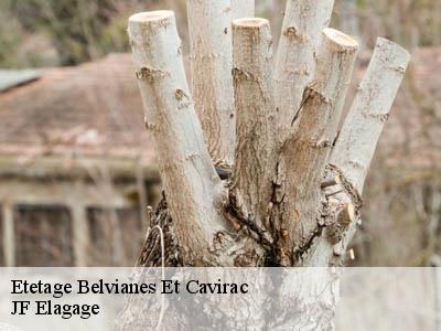 Etetage  belvianes-et-cavirac-11500 JF Elagage