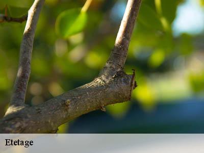 Etetage  campagne-sur-aude-11260 JF Elagage