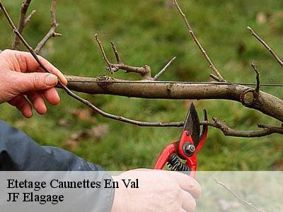 Etetage  caunettes-en-val-11220 JF Elagage