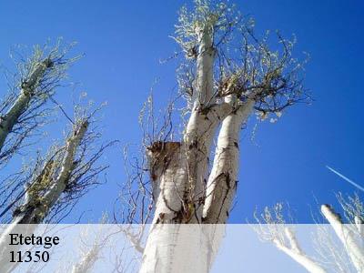 Etetage  duilhac-sous-peyrepertuse-11350 JF Elagage