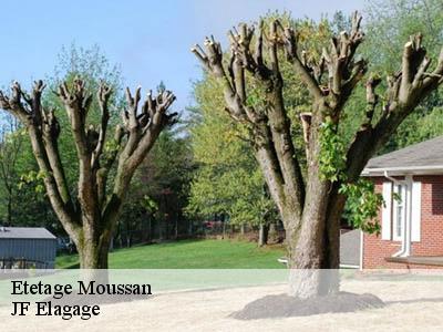 Etetage  moussan-11120 JF Elagage