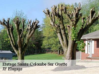 Etetage  sainte-colombe-sur-guette-11140 JF Elagage