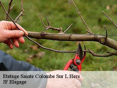 Etetage sainte-colombe-sur-l-hers-11230 Daveque elagage 11