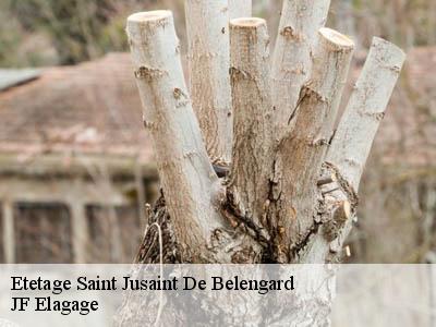 Etetage  saint-jusaint-de-belengard-11240 JF Elagage
