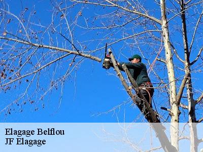 Elagage  belflou-11410 Jardin Paysage