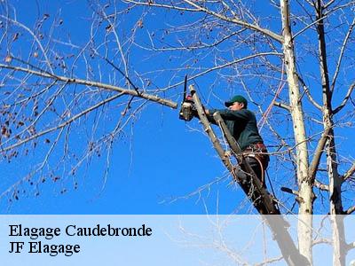 Elagage caudebronde-11390