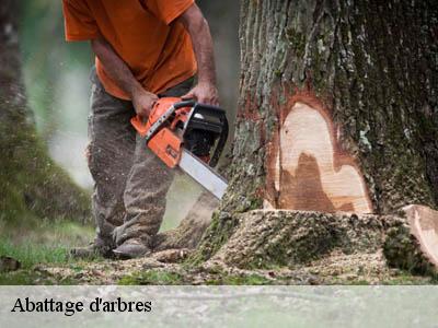 Abattage d'arbres  caudeval-11230 JF Elagage