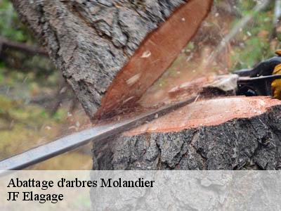 Abattage d'arbres  molandier-11420 JF Elagage